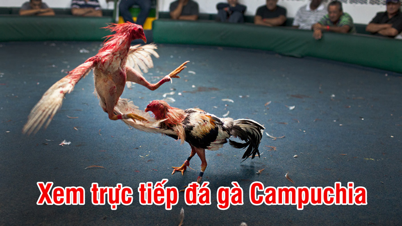 Tìm hiểu về những cách chơi đá gà online đặc biệt