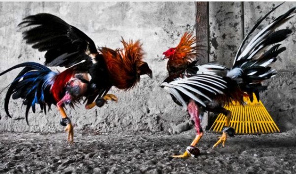 Có thể bạn chưa biết những mẹo chơi đá gà online